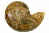 Cut & Polished Jurassic Nautilus Fossil (Half) - Madagascar #339274-1